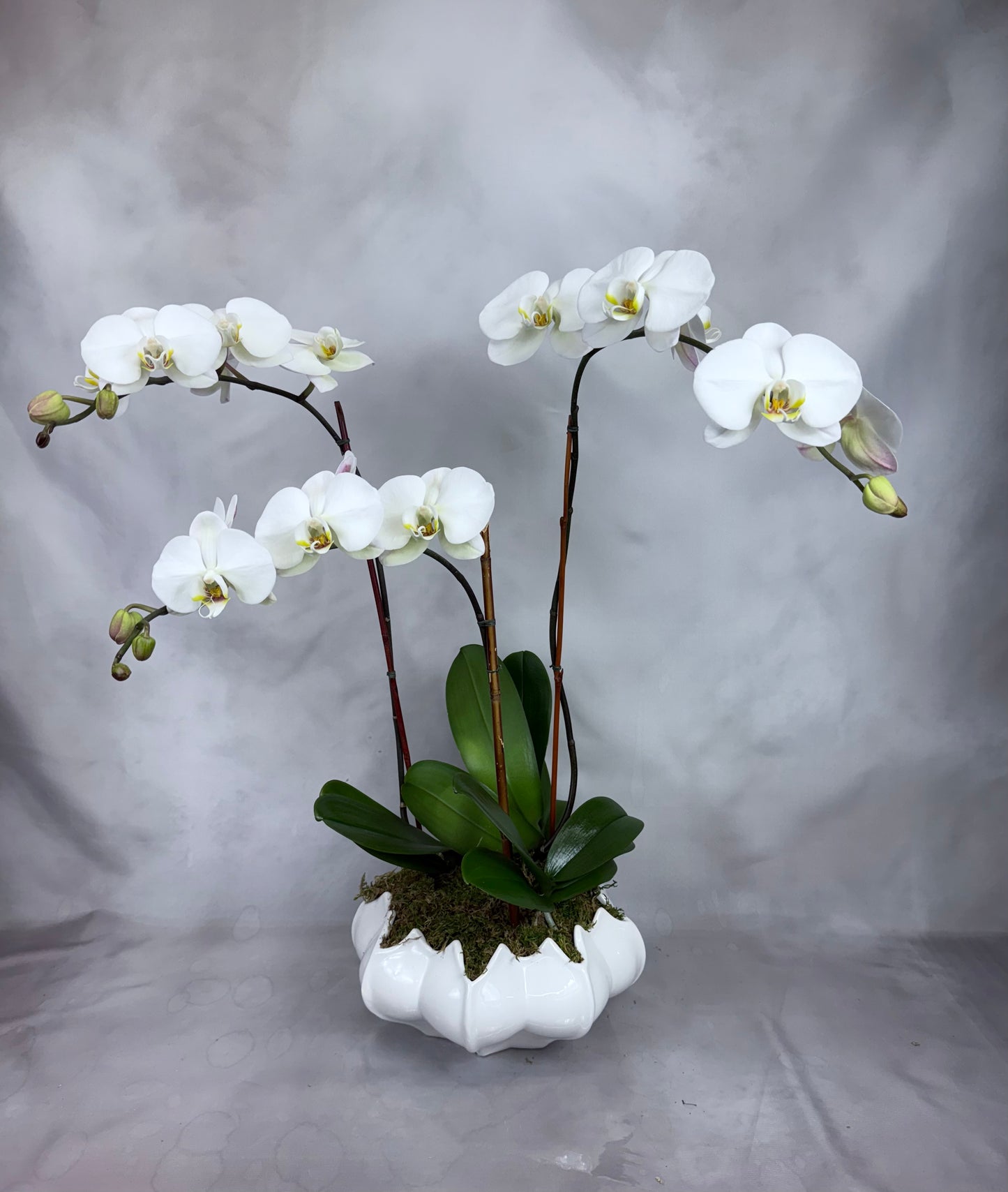 Orchid arrangement