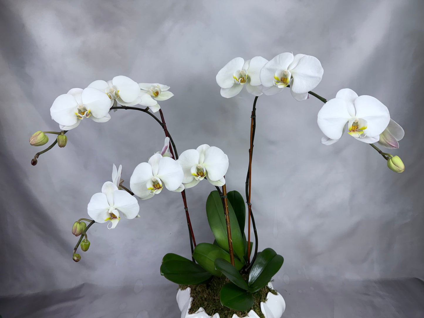 Signature Orchid Design (Triple stem)
