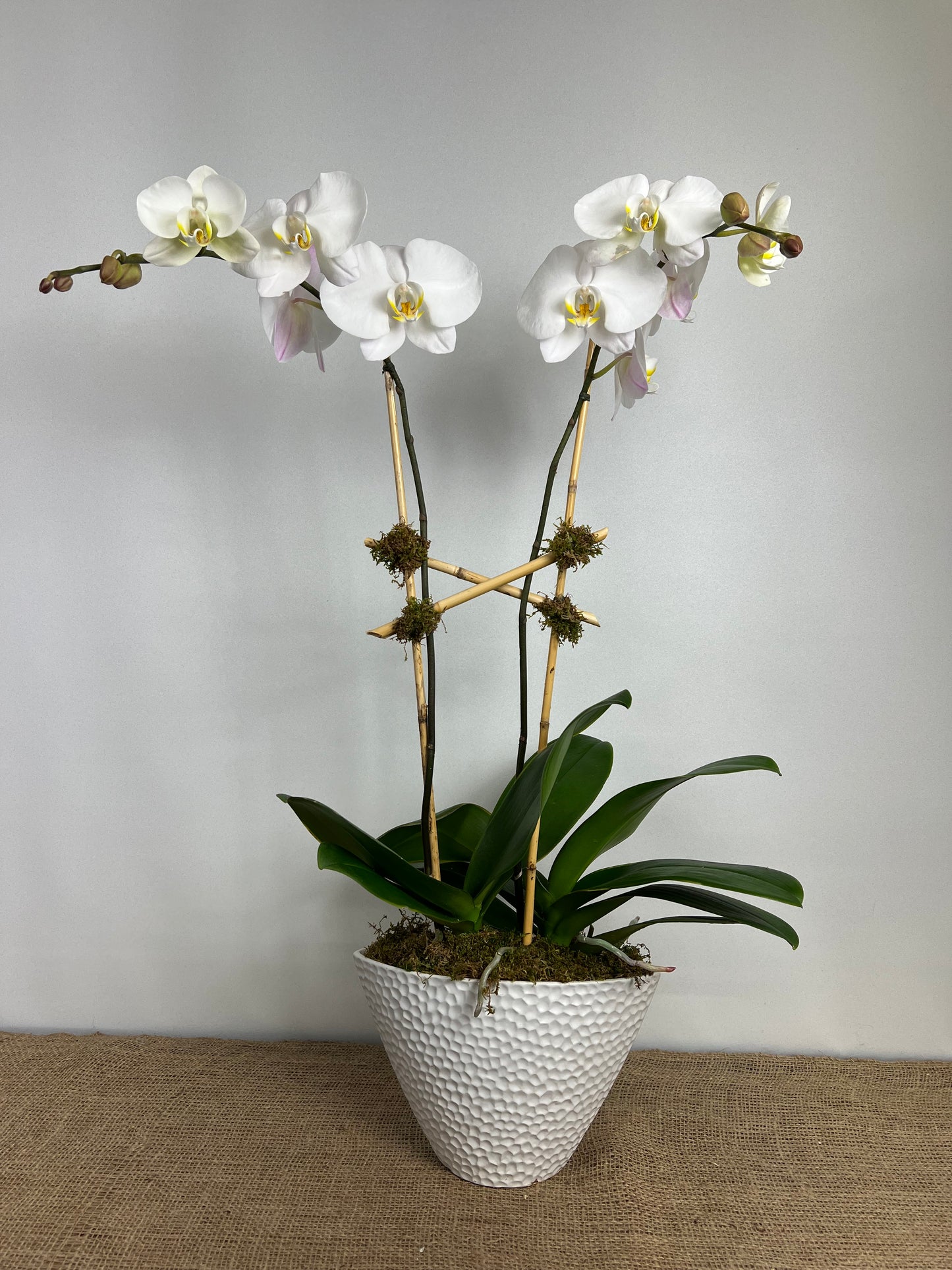DG-132 Orchid Arrangements