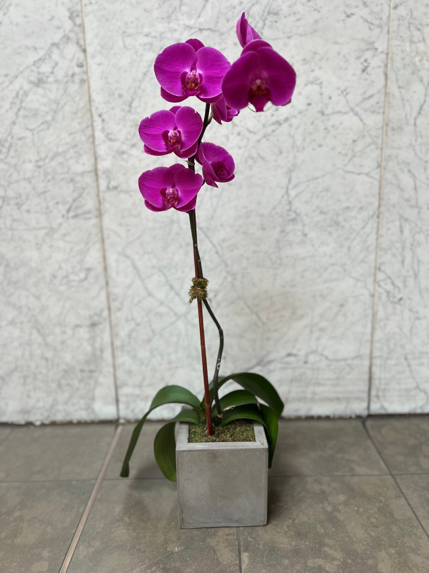 DG-132 Orchid Arrangements