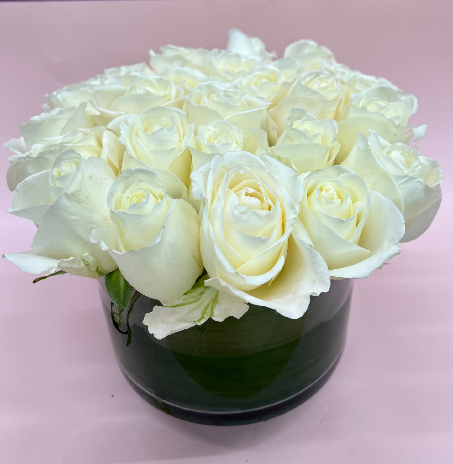 DPU-129 (White Rose Hedge)