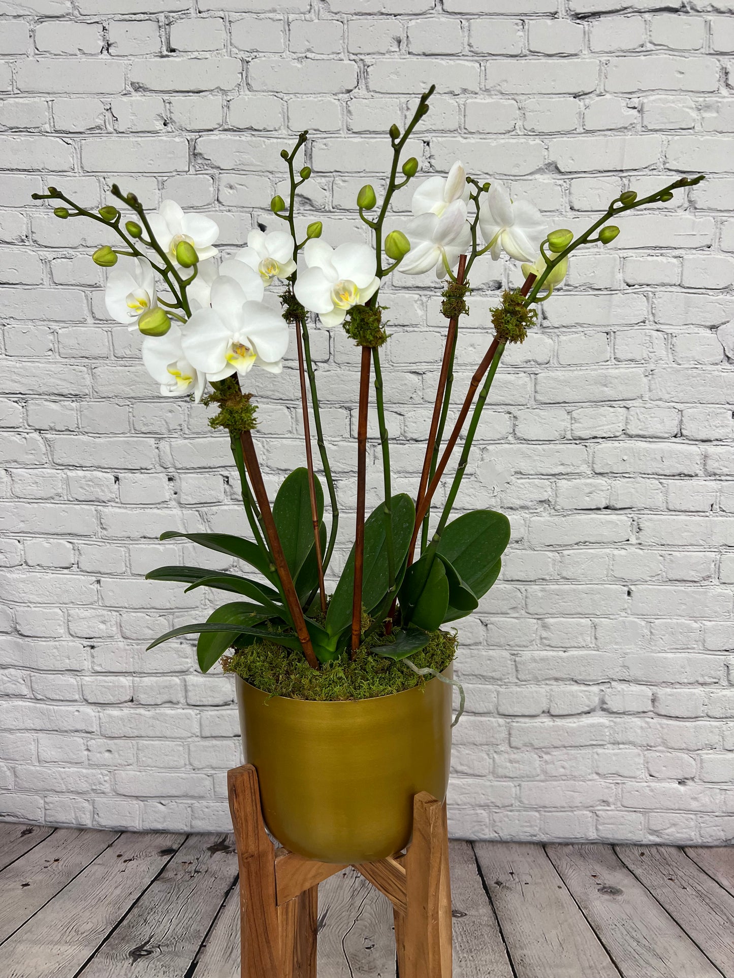 DG-109 Lulu's signature Orchid arrangement