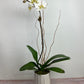 DG-132 Orchid Arrangements