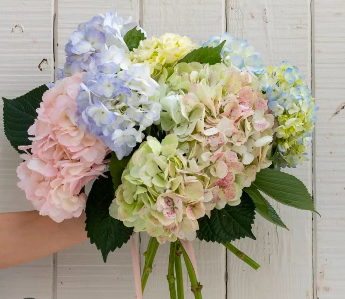 Hydrangea Bouquet