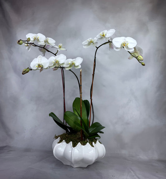 Orchid arrangement