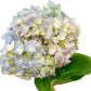 Hydrangea Bouquet