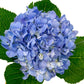 Hydrangea Bouquet