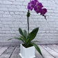 Orchid Design (Single stem)