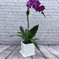 Orchid Design (Single stem)