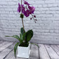 Orchid Design (Single stem)