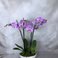 Signature Orchid Design (Triple stem)