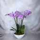 Signature Orchid Design (Triple stem)