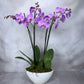 Signature Orchid Design (Triple stem)