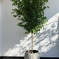 DG-151 (Green Ficus Tree Plant)