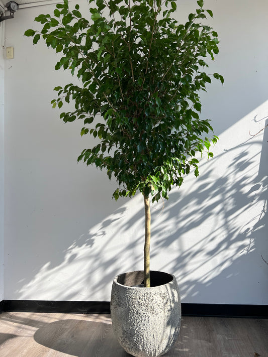 DG-151 (Green Ficus Tree Plant)