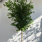 DG-151 (Green Ficus Tree Plant)