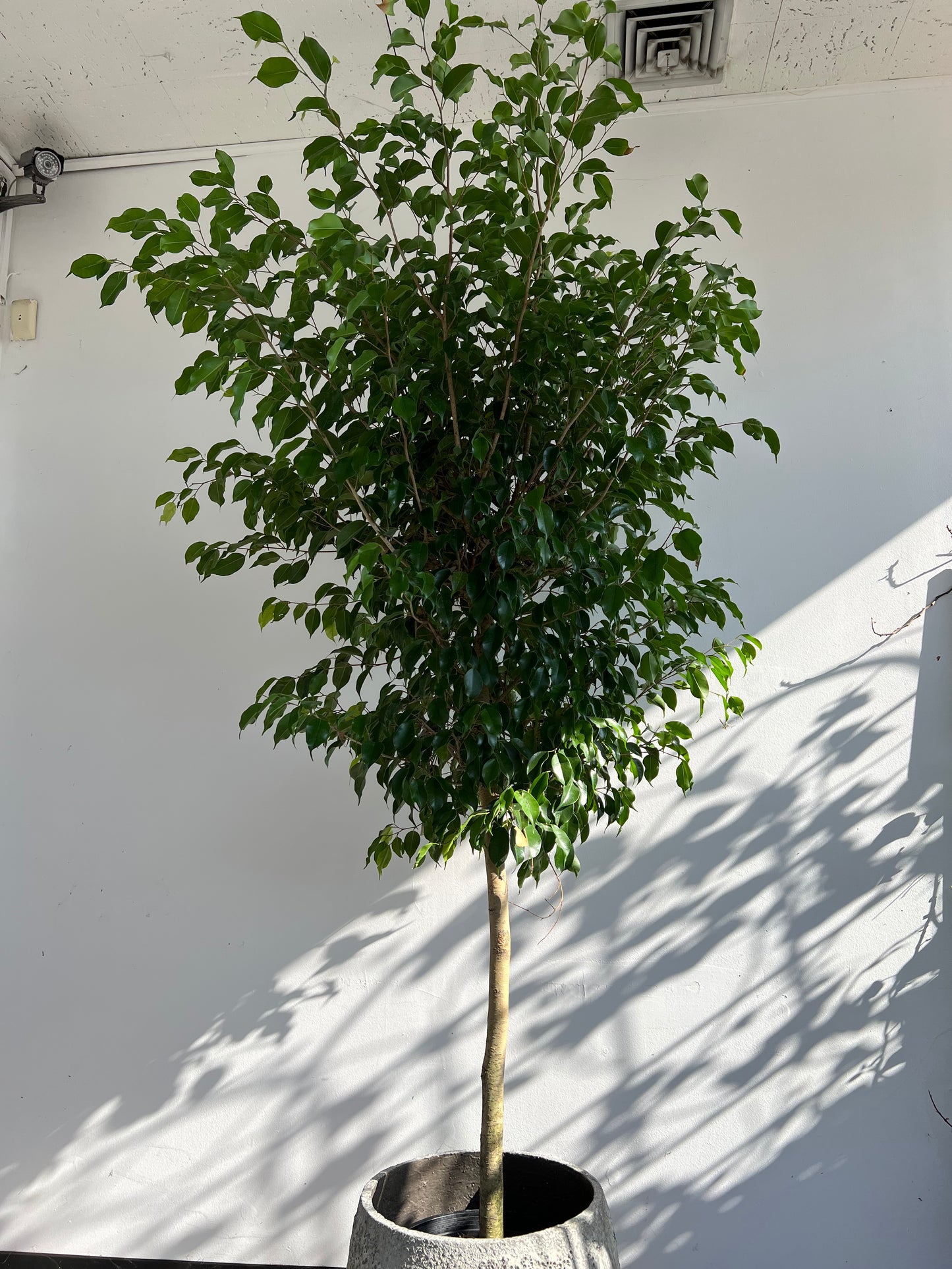 DG-151 (Green Ficus Tree Plant)