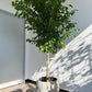 DG-151 (Green Ficus Tree Plant)