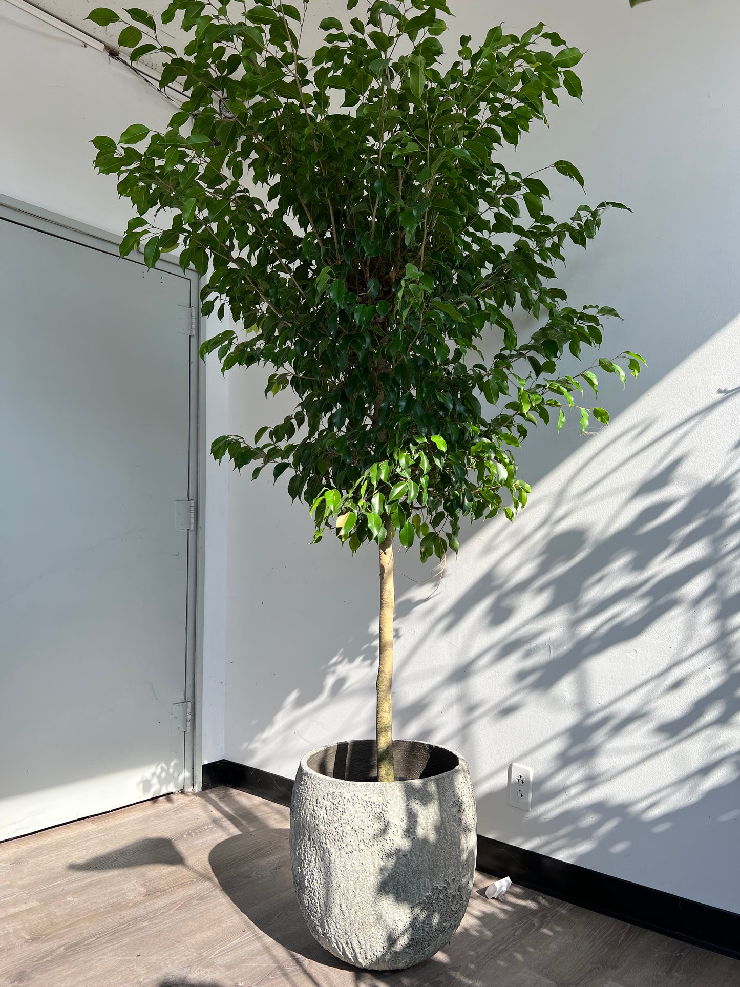 DG-151 (Green Ficus Tree Plant)