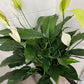 DG-160 (Spathiphyllum, Peach lily)