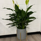 DG-160 (Spathiphyllum, Peach lily)