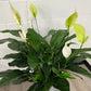 DG-160 (Spathiphyllum, Peach lily)