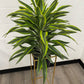 DG-147 (Dracaena Warneckii Lemon Lime Bush)