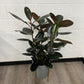 DG-159 (Ficus elastica Rubber Tree)