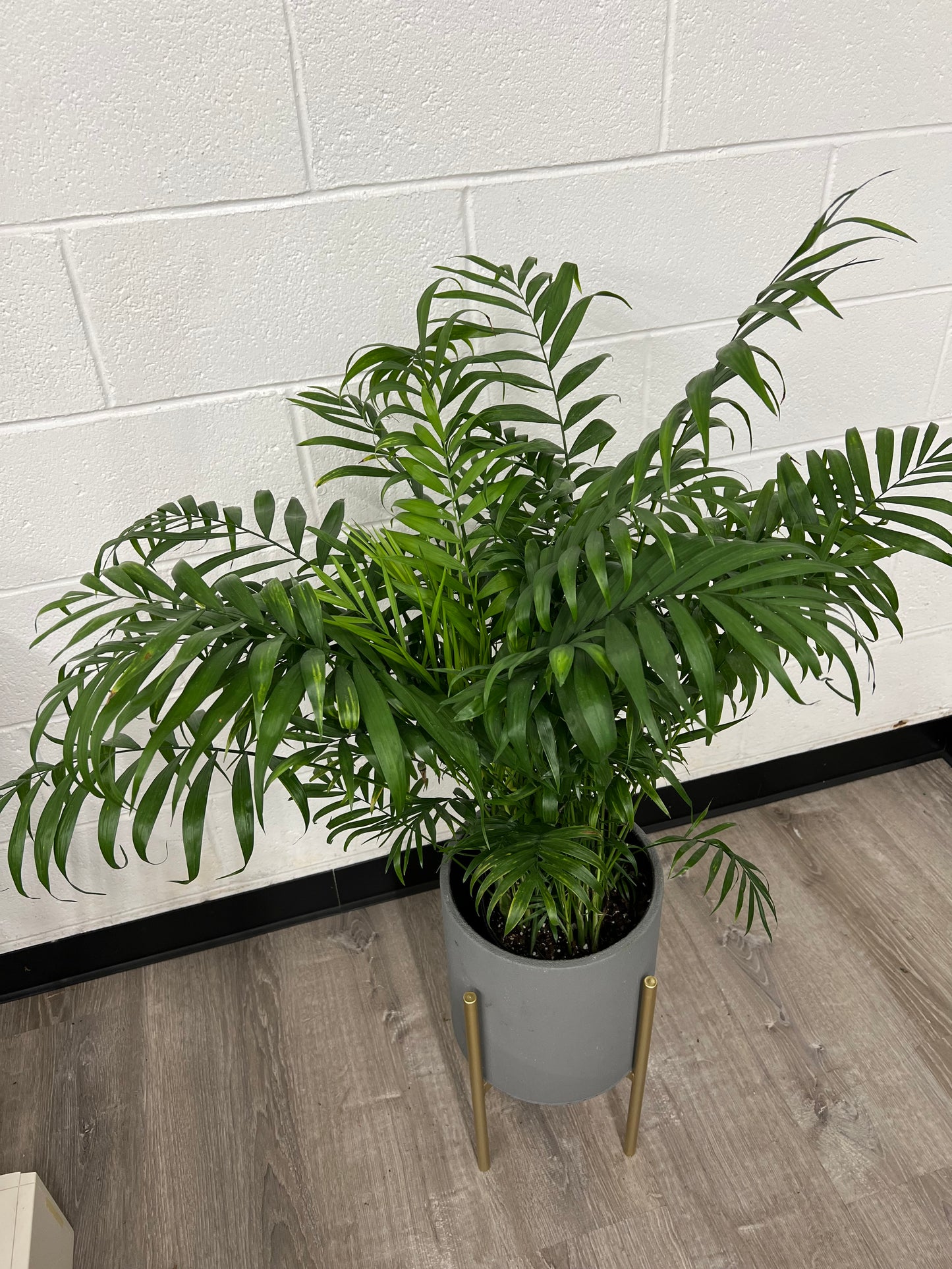 DG-162 (Dypsis lutescens, Areca Palm plant)