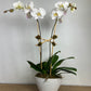 DG-132 Orchid Arrangements