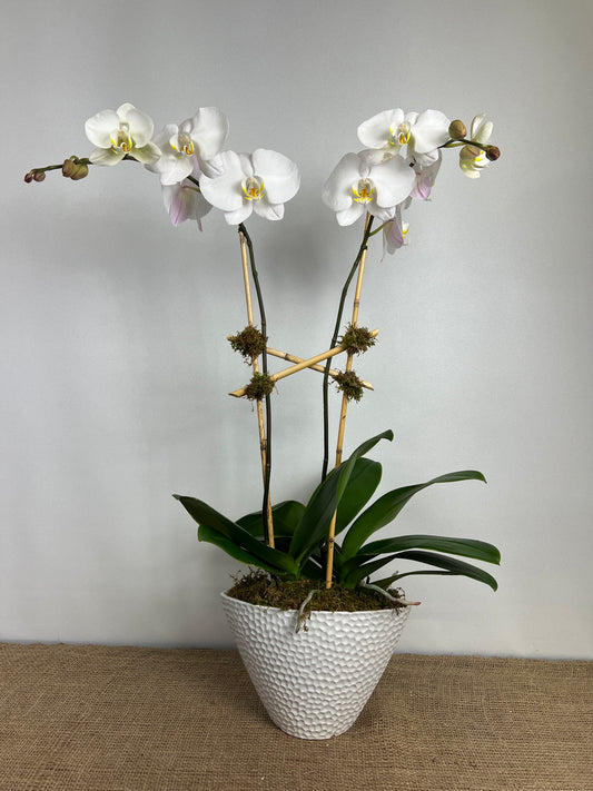 DG-132 Orchid Arrangements