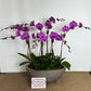 Lulu's signature Orchid Arrangement