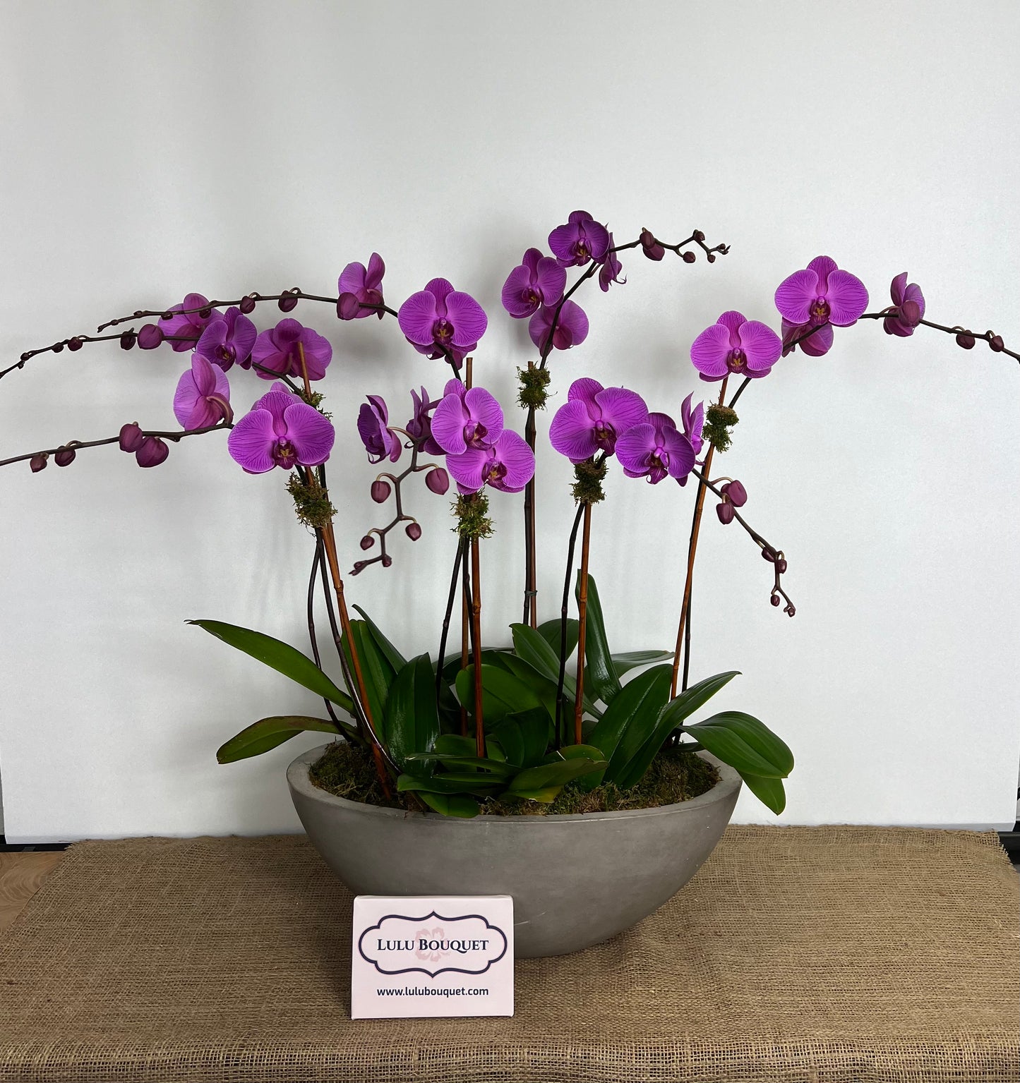 Lulu's signature Orchid Arrangement