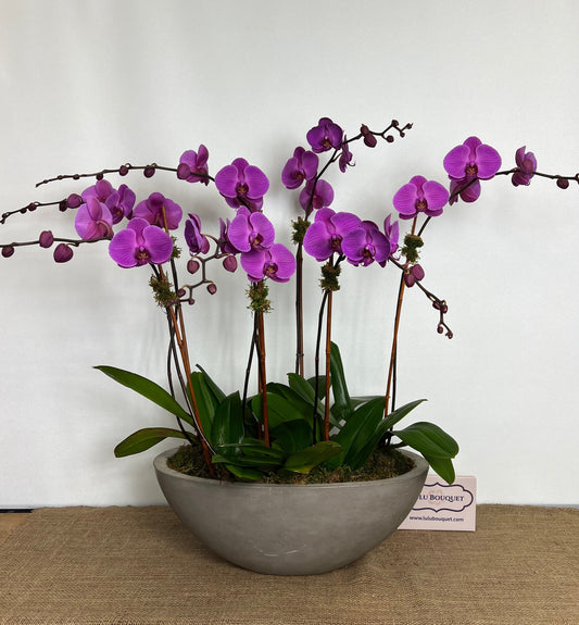 Signature Orchid Design (Seven stem)
