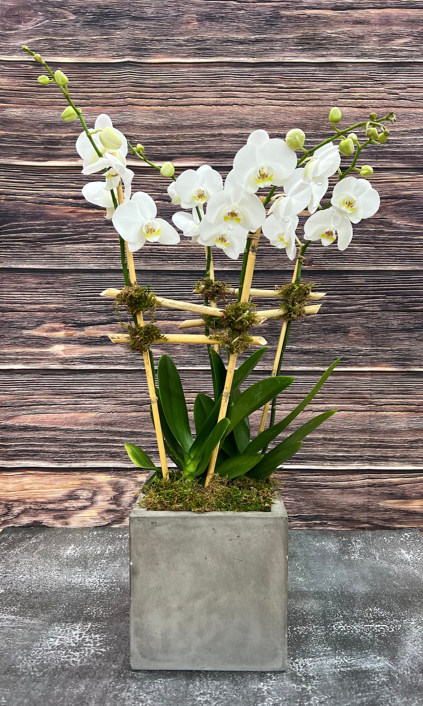 The Orchid arrangement