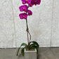 DG-132 Orchid Arrangements