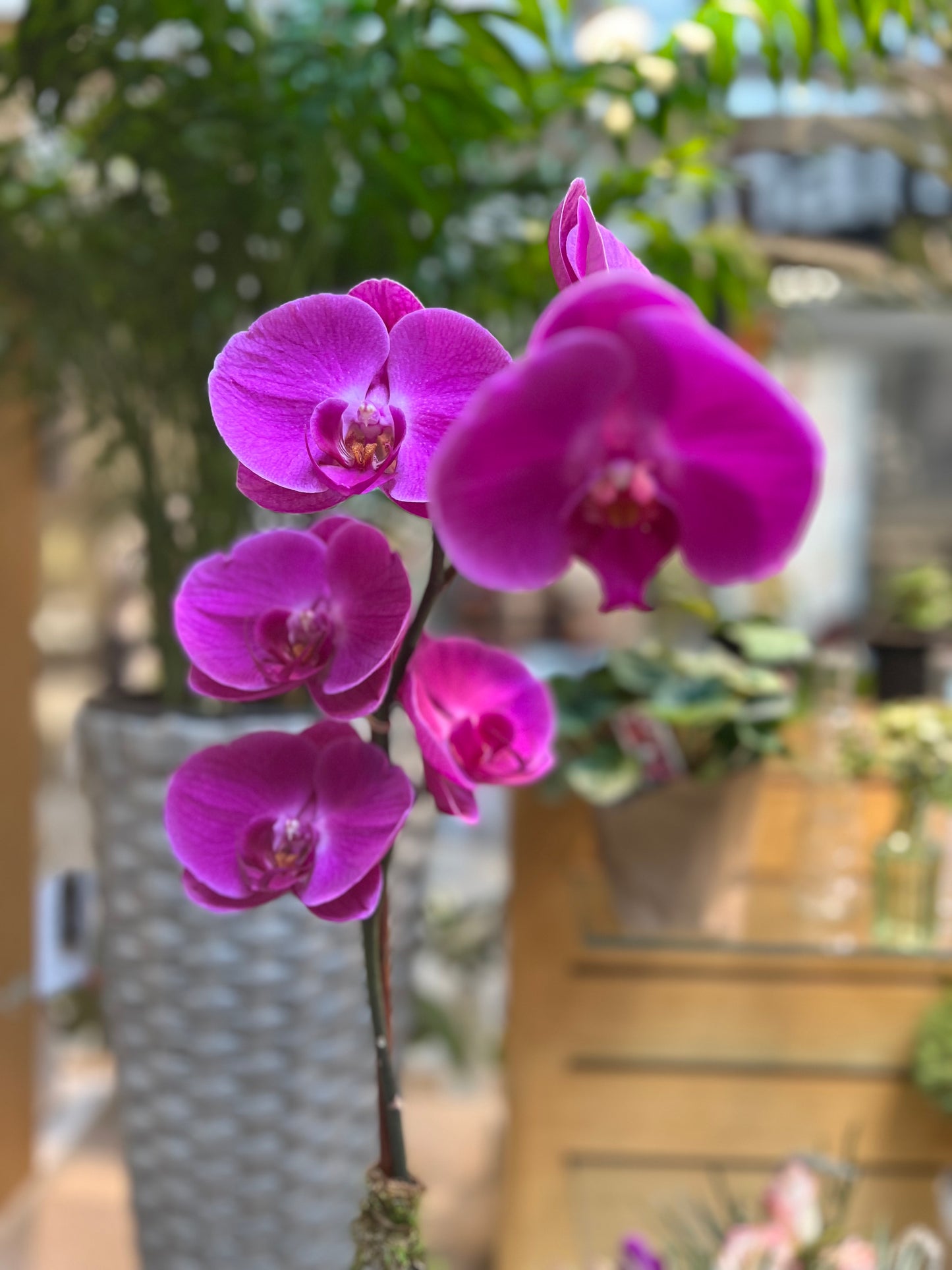 The Orchid arrangement