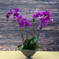 Lulu's signature Orchid Arrangement