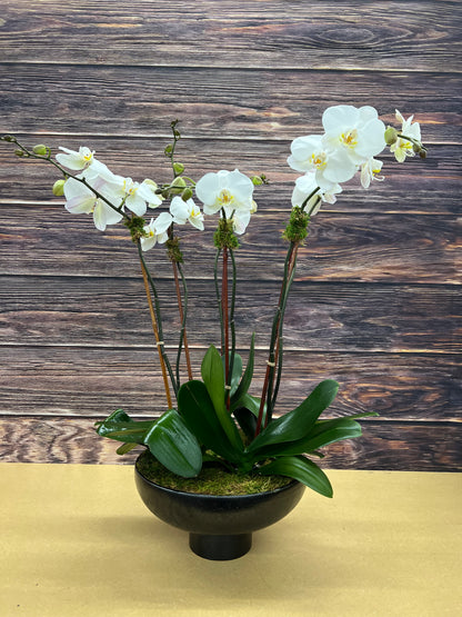 Signature Orchid Design (Quadruple stem)