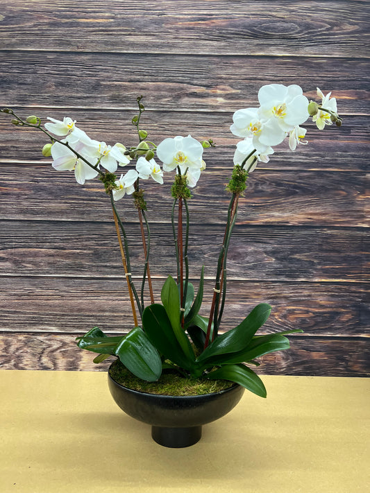Signature Orchid Design (Quadruple stem)