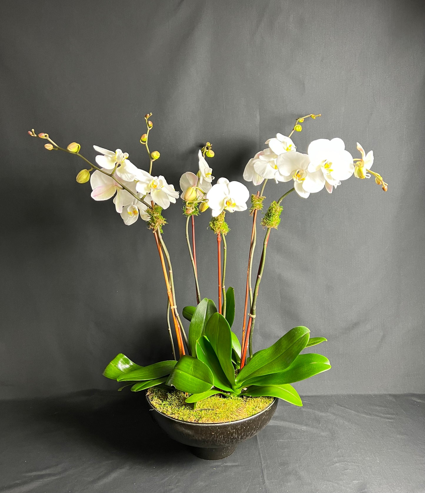 Lulu's signature Orchid Arrangement