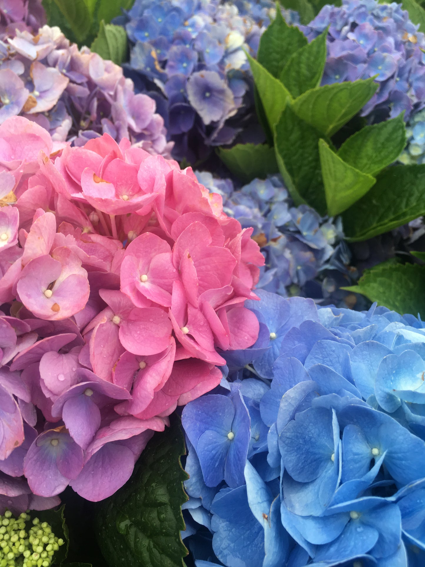 Hydrangea Bouquet