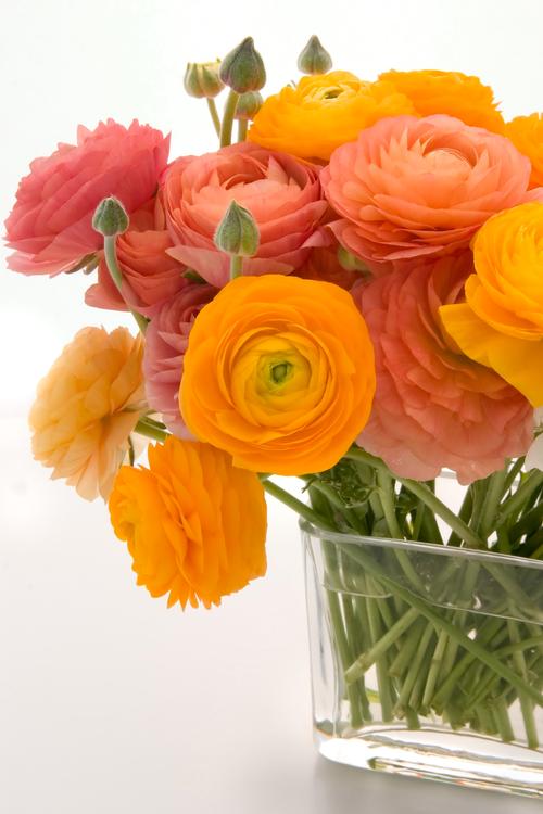 Ranunculus Hand-tied Bouquet