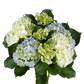 Hydrangea Bouquet