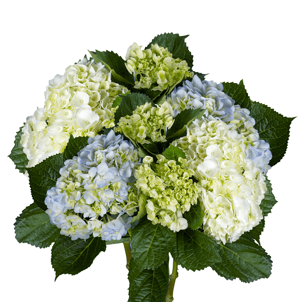 Hydrangea Bouquet