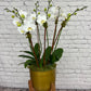 DG-109 Lulu's signature Orchid arrangement