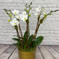 DG-109 Lulu's signature Orchid arrangement